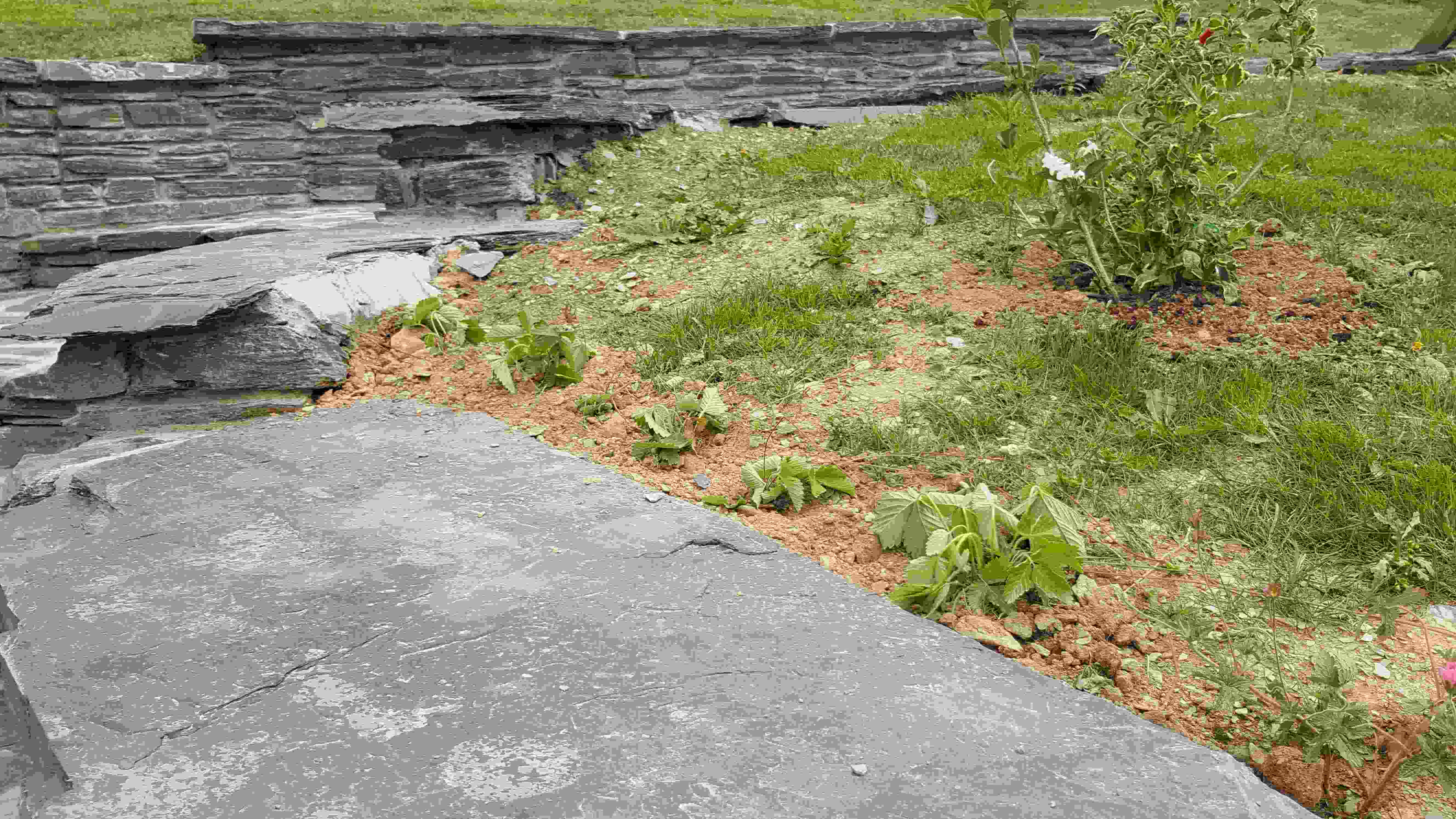 fraisier des bois alle.jpg